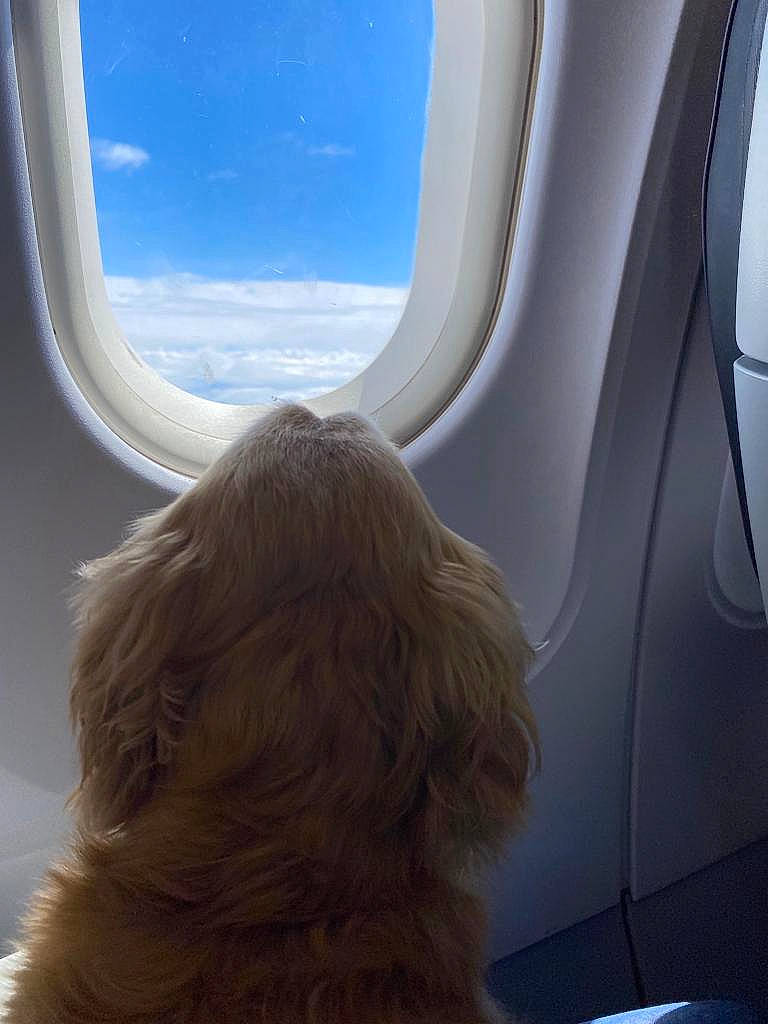 Litchi participe au concours pour gagner de l'argent avec cette photo : air_travel, auto_part, carnivore, cloud, comfort, companion_dog, daylighting, dog, dog_breed, fur, glass, gun_dog, liver, sky, sporting_group, tints_and_shades, toy_dog, vehicle_door, window, working_animal