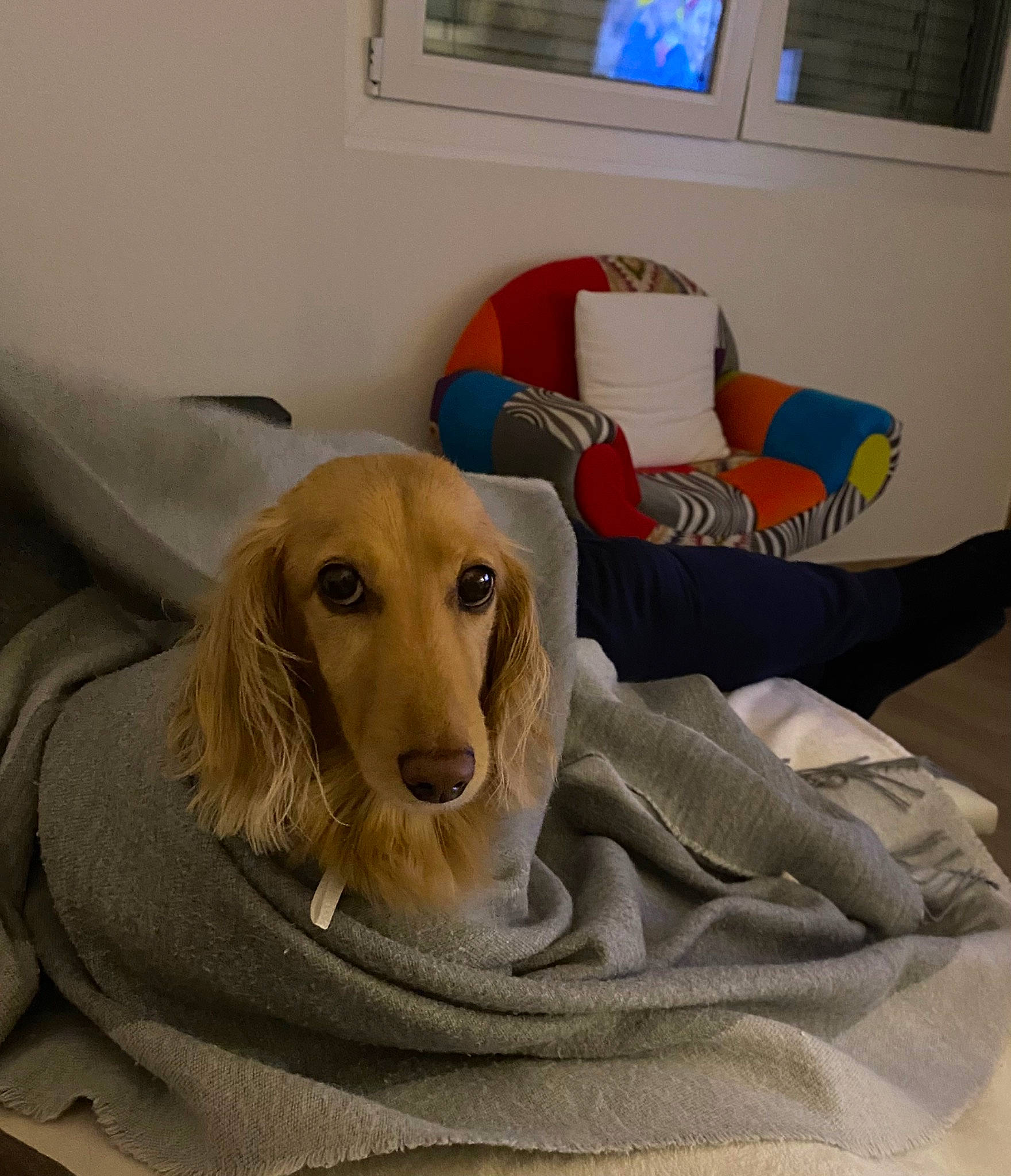 Litchi participe au concours pour gagner de l'argent avec cette photo : bedding, carnivore, comfort, companion_dog, couch, dog, dog_breed, dog_supply, fawn, flooring, fur, linens, pet_supply, picture_frame, snout, sporting_group, studio_couch, window, wood, working_animal