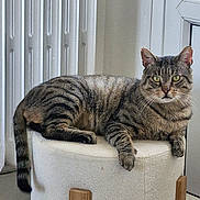 Nesta a rejoint le concours — aidez-le/la à gagner de superbes lots ! animal, cat, cozy, curious, cushion, domestic, feline, floor, furniture, home, indoor, looking, pet, radiator, relaxed, resting, stool, tabby_cat, window, wood