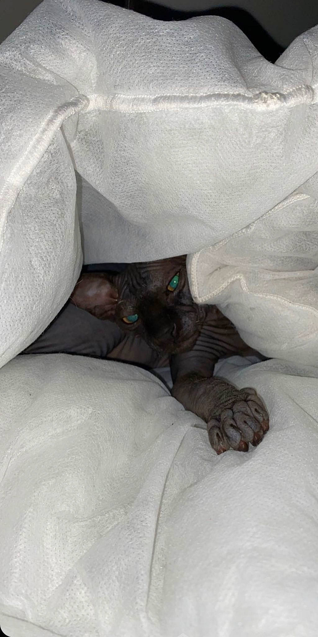 Connie joined the competition — help win amazing prizes! bed, bedding, carnivore, cat, comfort, couch, domestic_short_haired_cat, fawn, felidae, fur, grey, human_leg, leg, linens, mammal, small_to_medium_sized_cats, tail, textile, vertebrate, whiskers