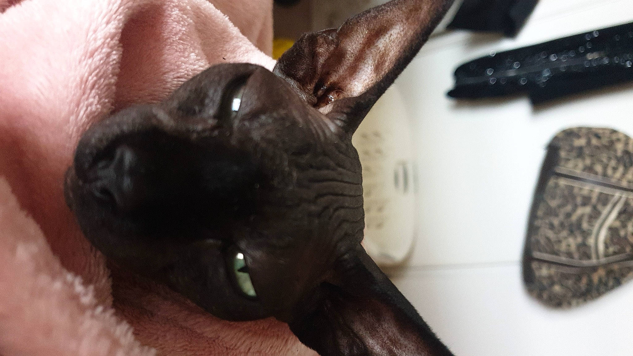 Connie is registered to the contest to win money with this photo: carnivore, companion_dog, computer_keyboard, dog, dog_breed, ear, fawn, fur, gesture, input_device, liver, mammal, snout, sporting_group, terrestrial_animal, toy_dog, vertebrate, whiskers, working_animal, wrinkle