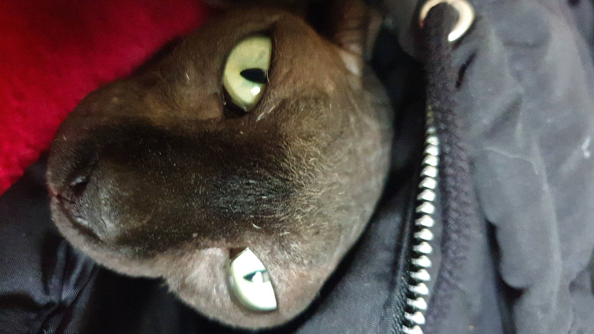 Connie is registered to the contest to win money with this photo: canidae, carnivore, close_up, collar, companion_dog, dog, dog_breed, dog_collar, ear, eye, fawn, felidae, fur, liver, pet_supply, snout, sporting_group, terrestrial_animal, whiskers, working_animal