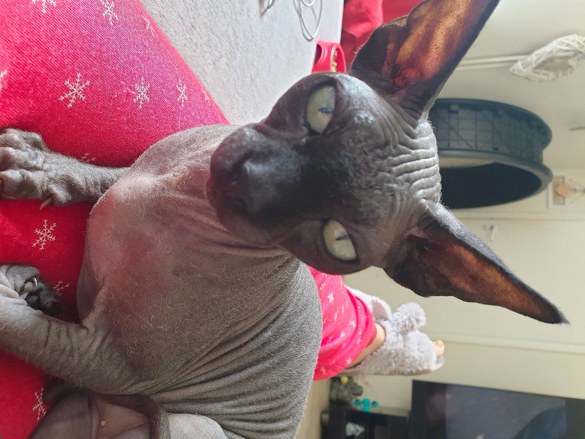 Connie joined the competition — help win amazing prizes! canidae, carmine, dog, dog_breed, fashion_accessory, fawn, flesh, gesture, magenta, mexican_hairless_dog, nail, sculpture, snout, throat, thumb, working_animal, wrinkle