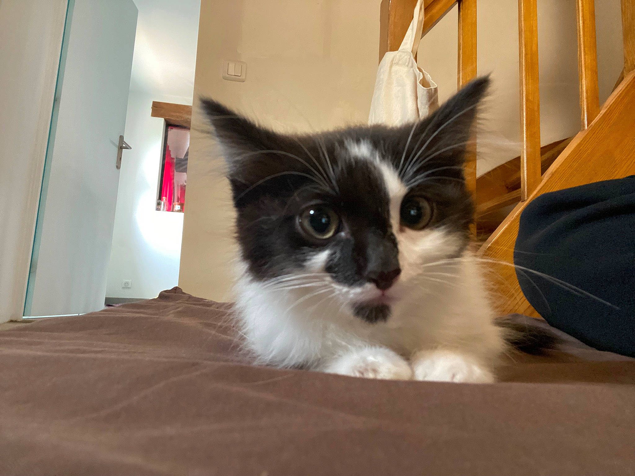 Figaro participe au concours pour gagner de l'argent avec cette photo : box, cardboard, carnivore, cat, cat_supply, comfort, domestic_short_haired_cat, felidae, flooring, fur, hardwood, packaging_and_labeling, paw, pet_supply, room, small_to_medium_sized_cats, snout, tail, whiskers, wood