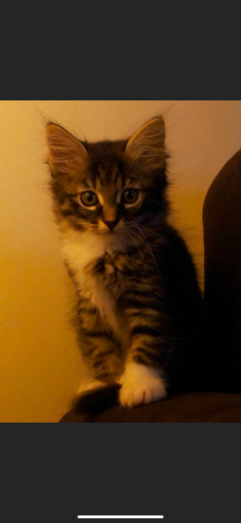 Clochette participe au concours pour gagner de l'argent avec cette photo : carnivore, cat, claw, darkness, domestic_short_haired_cat, felidae, fur, paw, small_to_medium_sized_cats, snout, tail, terrestrial_animal, whiskers, wildlife, window, wood