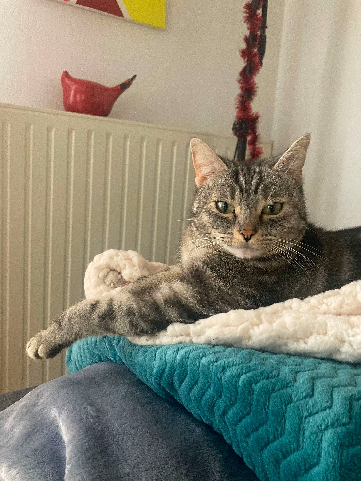 Chipie participe au concours pour gagner de l'argent avec cette photo : bed, bedding, carnivore, cat, chair, comfort, curtain, domestic_short_haired_cat, felidae, fur, grey, linens, room, sitting, small_to_medium_sized_cats, tail, tree, whiskers, window, wood