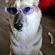 Koda is registered to the contest to win money with this photo: accessory, animal, backpack, bone, canine, casual, cute, dog, ears, floor, fur, household, indoor, nose, pet, portrait, purple_lens, sitting, sunglasses, wooden_floor