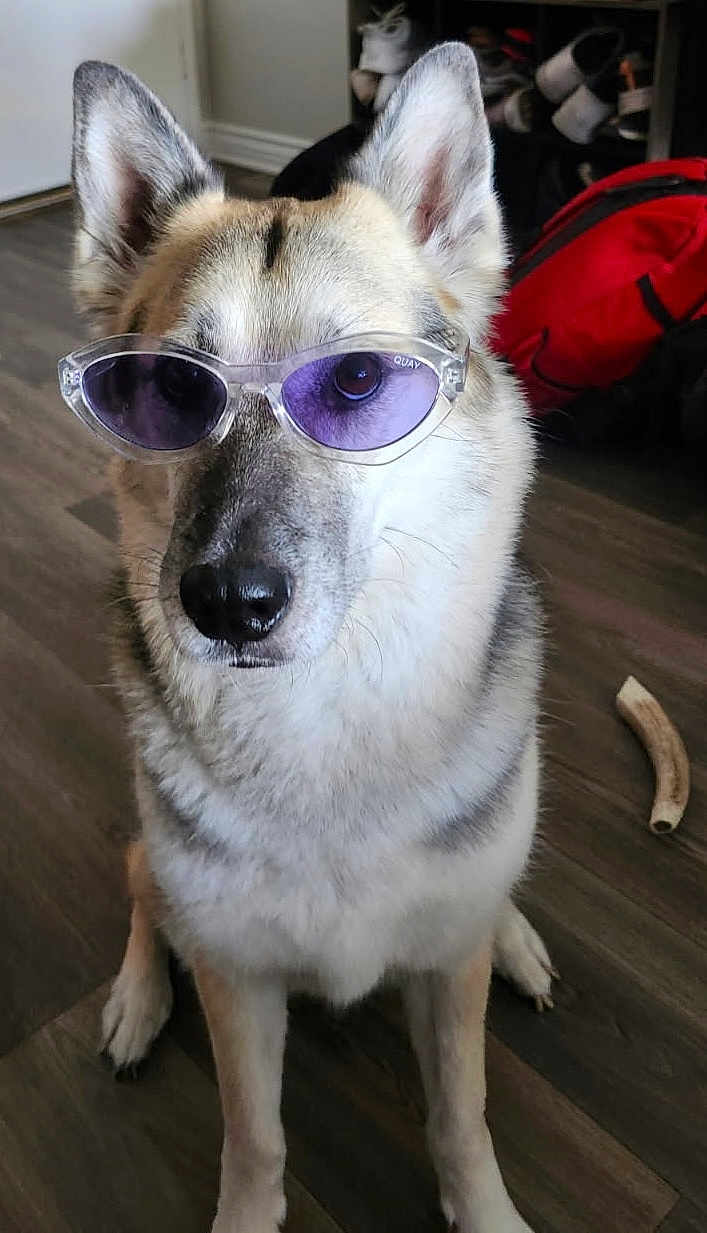Koda