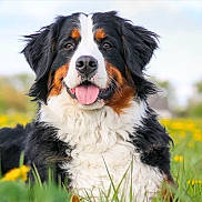 Max a rejoint le concours — aidez-le/la à gagner de superbes lots ! animal, bernese_mountain_dog, blue_sky, canine, dandelions, dog, field, fluffy, grass, greenery, happy, lying_down, nature, outdoor, pet, portrait, smiling, spring, sunny, tongue_out