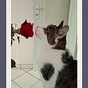 Princesse participe au concours pour gagner de l'argent avec cette photo : animal, carpet, cat, close_up, curious, door, feline, floor_tiles, flower, framed_photo, heart_shaped_mark, home, indoor, nature, pet, plant, rose, side_view, tape, white_and_gray_cat