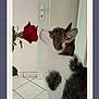 animal, carpet, cat, close_up, curious, door, feline, floor_tiles, flower, framed_photo, heart_shaped_mark, home, indoor, nature, pet, plant, rose, side_view, tape, white_and_gray_cat