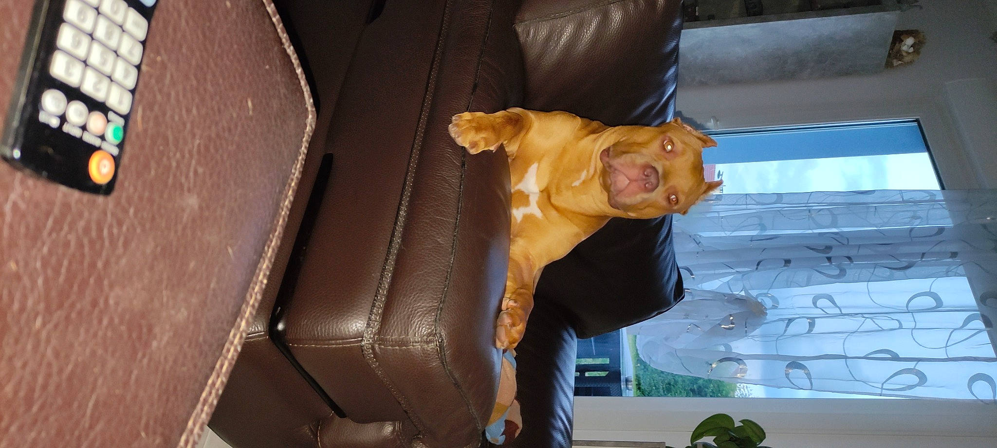 Mia participe au concours pour gagner de l'argent avec cette photo : canidae, car_seat, carnivore, companion_dog, dog, dog_breed, fawn, fun, fur, human_leg, plant, room, sporting_group, thigh, tints_and_shades, vehicle_door, wood, wrinkle