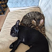 Buddy a rejoint le concours — aidez-le/la à gagner de superbes lots ! cat, dog, french_bulldog, tabby_cat, sleeping, nap, cuddling, pets, indoors, sofa, blanket, home, cozy, relaxed, black_dog, striped_cat, furniture, staircase, living_room, animal_portrait