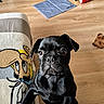Buddy a rejoint le concours — aidez-le/la à gagner de superbes lots ! dog, pug, black_dog, pet, animal, portrait, indoors, living_room, wooden_floor, sofa, couch, toy, pet_mat, game_console, sitting, standing, looking_at_camera, shiny_coat, funny_face, home