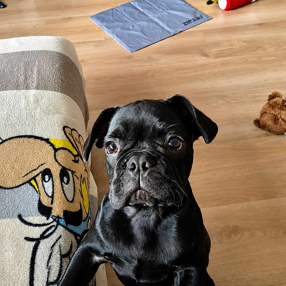 Buddy a rejoint le concours — aidez-le/la à gagner de superbes lots ! dog, pug, black_dog, pet, animal, portrait, indoors, living_room, wooden_floor, sofa, couch, toy, pet_mat, game_console, sitting, standing, looking_at_camera, shiny_coat, funny_face, home