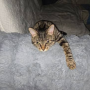 Caline a rejoint le concours — aidez-le/la à gagner de superbes lots ! cat, tabby_cat, pet, feline, animal, whiskers, ears, yellow_eyes, striped_fur, stretched_paw, lying_down, fluffy_blanket, gray_blanket, sofa, couch, indoor, cozy, relaxed, portrait, flash_photography
