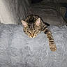 cat, tabby_cat, pet, feline, animal, whiskers, ears, yellow_eyes, striped_fur, stretched_paw, lying_down, fluffy_blanket, gray_blanket, sofa, couch, indoor, cozy, relaxed, portrait, flash_photography