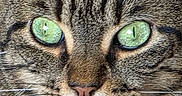 Caline a rejoint le concours — aidez-le/la à gagner de superbes lots ! cat, tabby, feline, close_up, portrait, green_eyes, whiskers, fur, striped_fur, face, animal, pet, indoors, centered, symmetrical, alert, groomed, white_chin, macro, photography