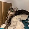 cat, tabby_cat, pet, animal, indoor, bed, blanket, cardboard, lounging, lying_down, green_eyes, striped_fur, whiskers, ears, cozy, home, bedroom, portrait, flash_photography, relaxed
