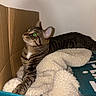 cat, tabby, feline, pet, animal, striped_fur, green_eye, lying_down, blanket, bed, cozy, indoor, bedroom, cardboard, relaxed, whiskers, ears, paws, portrait, flash_photography