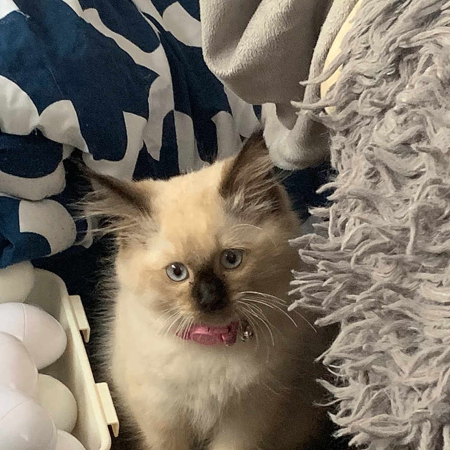 Princess joined the competition — help win amazing prizes! kitten, cat, blue_eyes, fluffy, indoor, blanket, fabric, brown, white, dark_face, container, eggs, floor, wooden_floor, curious, pet, animal, furry, small, cute