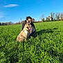 dog, man, grass, field, outdoor, nature, blue_sky, collar, pet, animal, happy, sunlight, greenery, leash, portrait, crouching, daytime, canine, person, scenery