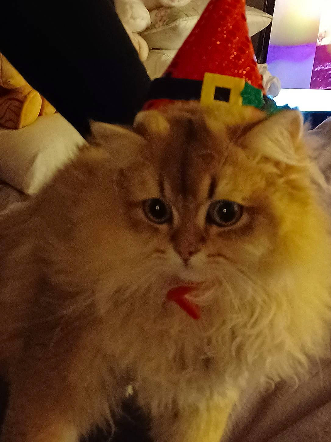 Tchoupy participe au concours pour gagner de l'argent avec cette photo : british_longhair, carnivore, cat, costume_hat, event, fawn, felidae, fur, paper_bag, ragdoll, small_to_medium_sized_cats, snout, terrestrial_animal, whiskers