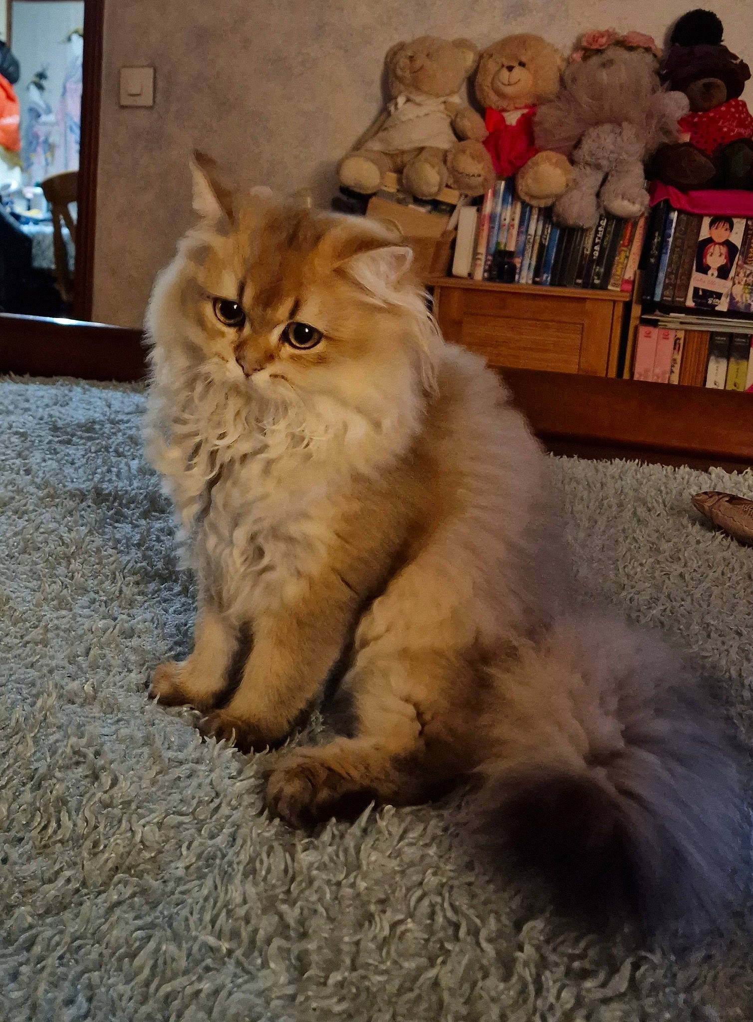 Tchoupy a rejoint le concours — aidez-le/la à gagner de superbes lots ! british_longhair, carnivore, cat, claw, fawn, felidae, flooring, fur, hardwood, maine_coon, paw, persian, road_surface, sitting, small_to_medium_sized_cats, tail, terrestrial_animal, whiskers, wood