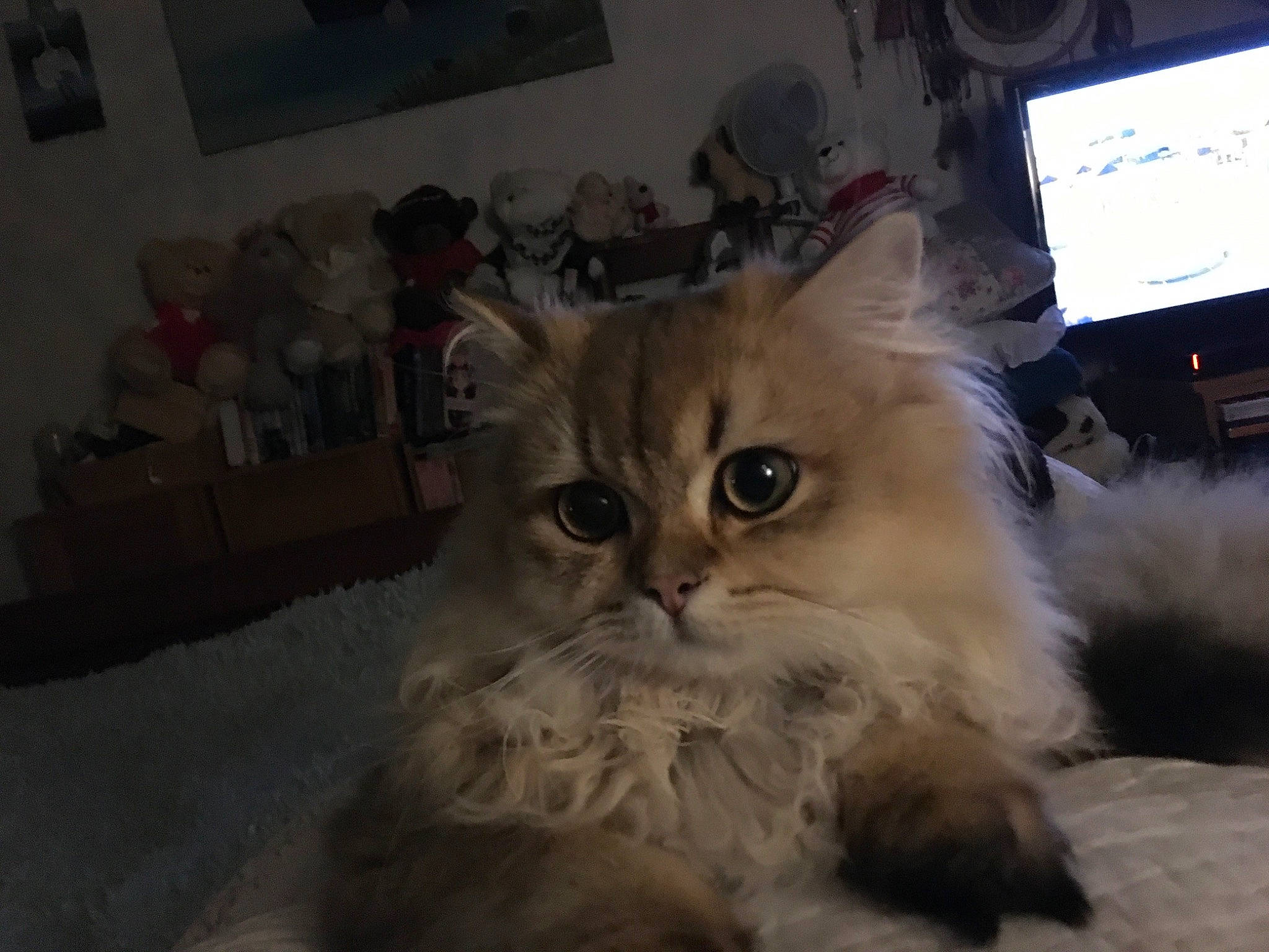 Tchoupy a rejoint le concours — aidez-le/la à gagner de superbes lots ! british_longhair, carnivore, cat, chair, fang, fawn, felidae, fur, hardwood, paw, persian, picture_frame, small_to_medium_sized_cats, snout, television, terrestrial_animal, whiskers