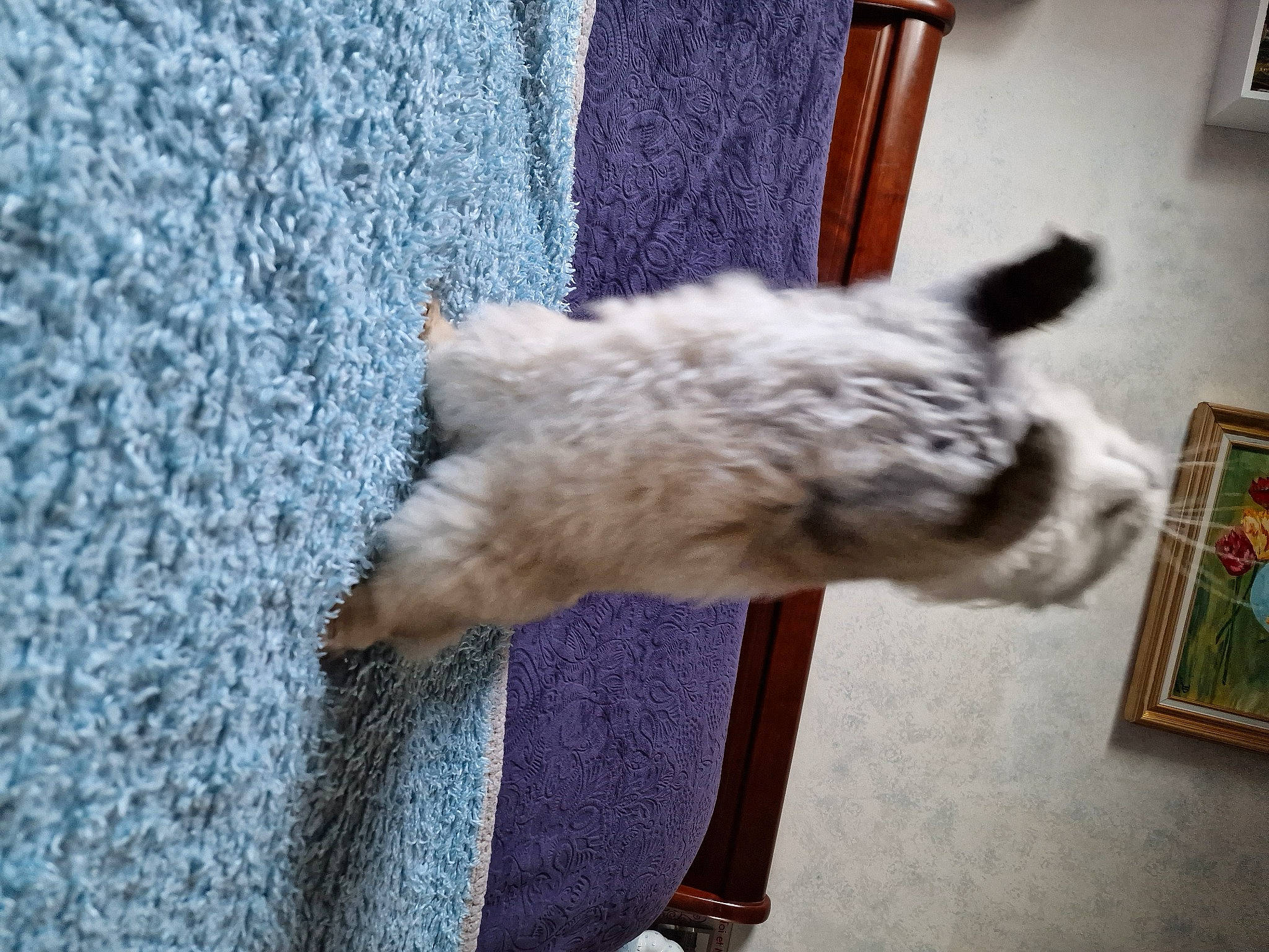 Tchoupy a rejoint le concours — aidez-le/la à gagner de superbes lots ! canidae, carnivore, cat, claw, companion_dog, dog_breed, fawn, felidae, flooring, fur, grey, picture_frame, plant, small_to_medium_sized_cats, sporting_group, tail, watch, whiskers, window, wood