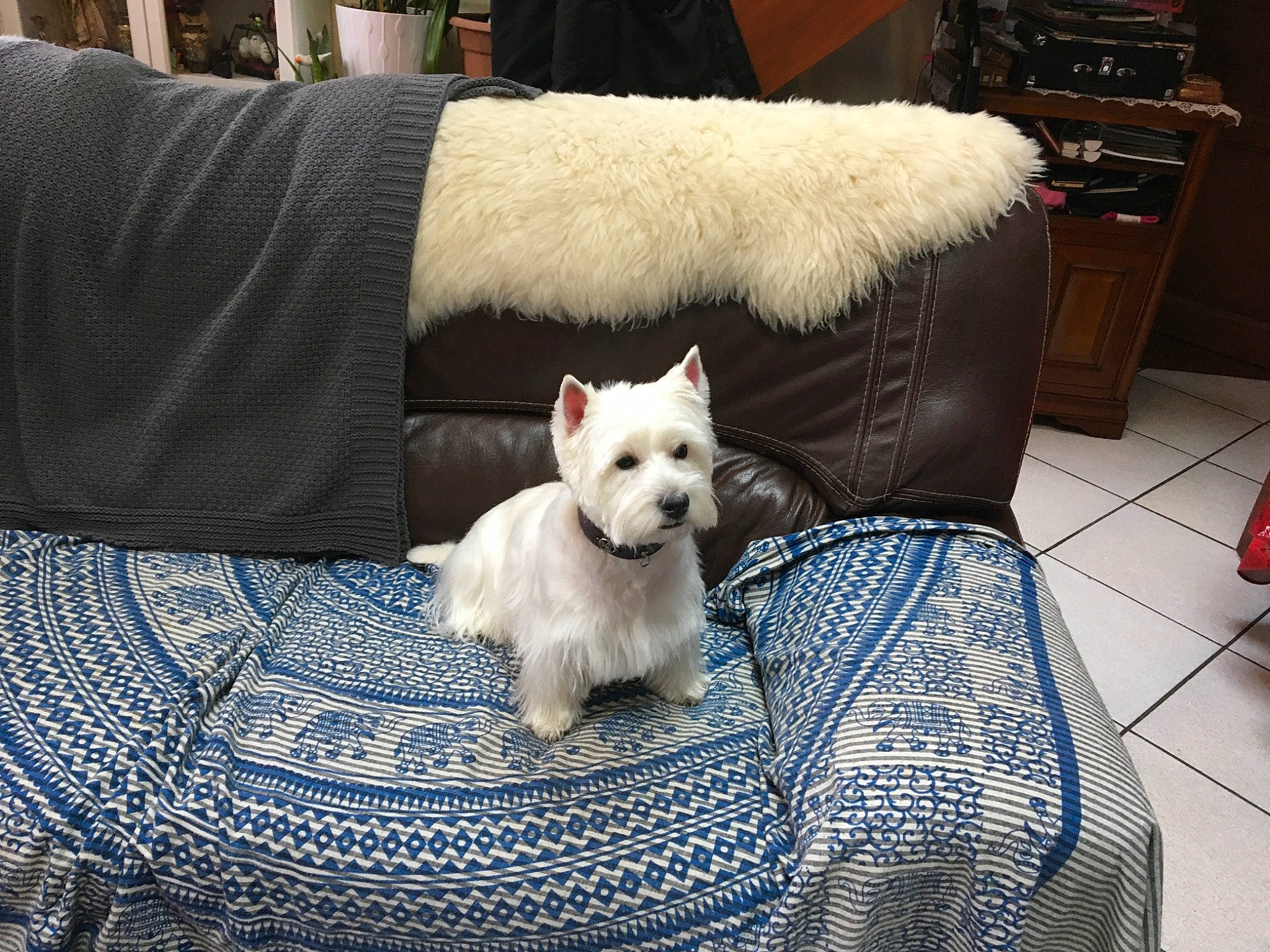 Nandag a rejoint le concours — aidez-le/la à gagner de superbes lots ! cabinetry, carnivore, comfort, companion_dog, couch, dog, dog_breed, dog_supply, fawn, felidae, grey, pillow, small_terrier, small_to_medium_sized_cats, snout, tail, terrier, textile, toy_dog, whiskers