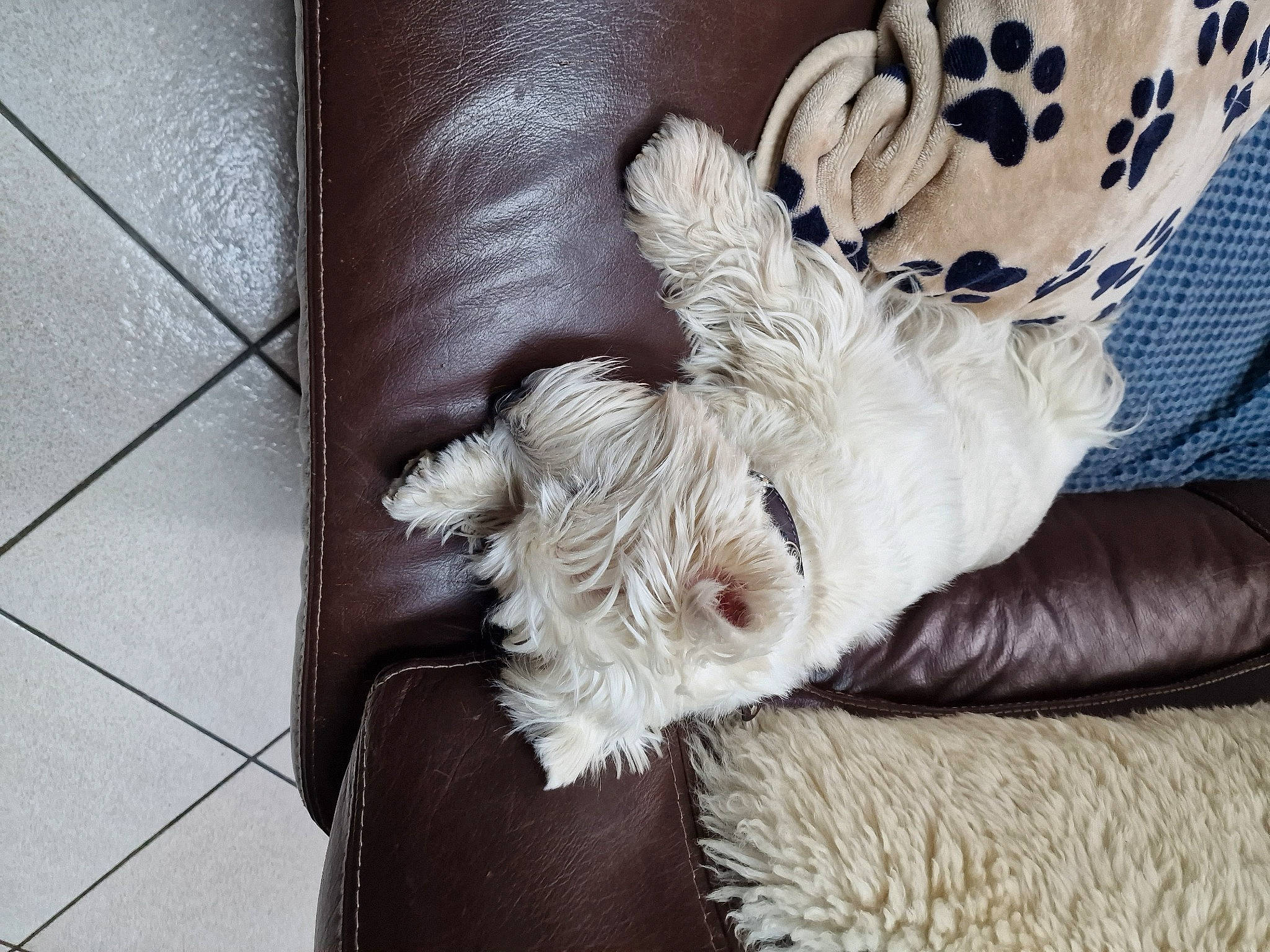 Nandag participe au concours pour gagner de l'argent avec cette photo : canidae, carnivore, comfort, companion_dog, couch, dog, dog_breed, dog_collar, fawn, foot, fur, hat, linens, paw, scottish_terrier, sporting_group, tail, terrier, toy_dog, working_animal