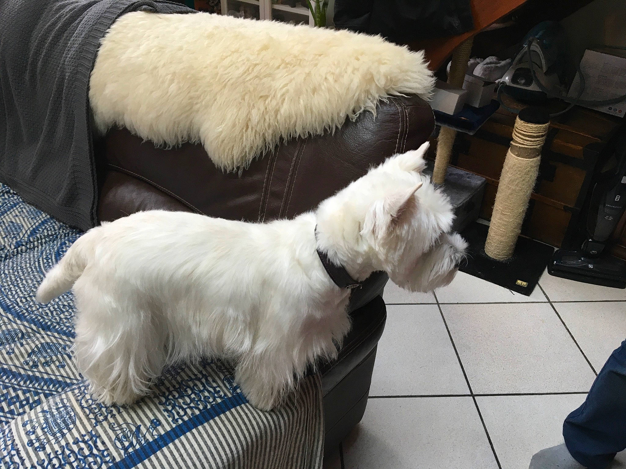 Nandag participe au concours pour gagner de l'argent avec cette photo : canidae, carnivore, collar, companion_dog, dog, dog_breed, dog_clothes, dog_collar, dog_supply, flooring, fur, giant_dog_breed, nap, non_sporting_group, small_terrier, snout, sporting_group, tail, terrier, toy_dog