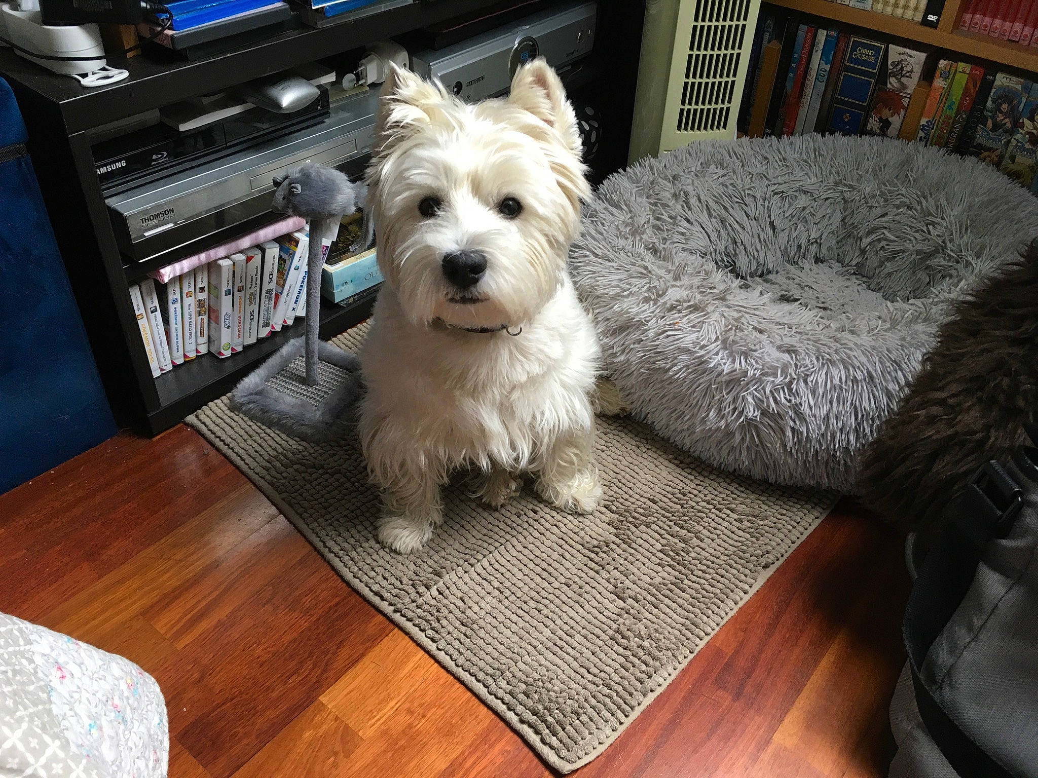 Nandag a rejoint le concours — aidez-le/la à gagner de superbes lots ! bookcase, carnivore, chair, companion_dog, couch, dog, dog_breed, dog_collar, dog_supply, flooring, hardwood, laminate_flooring, rectangle, shelf, small_terrier, snout, terrier, toy_dog, wood, wood_flooring