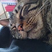 Nuggett joined the competition — help win amazing prizes! cat, tabby, sleeping, close_up, whiskers, fur, pet, animal, cozy, indoor, resting, face, pink_nose, ears, soft_light, texture, domestic_cat, feline, relaxation, blanket