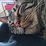 animal, blanket, cat, close_up, cozy, domestic_cat, ears, face, feline, fur, indoor, pet, pink_nose, relaxation, resting, sleeping, soft_light, tabby, texture, whiskers