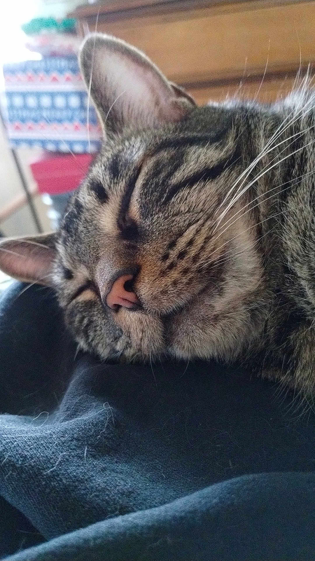 Nuggett joined the competition — help win amazing prizes! cat, tabby, sleeping, close_up, whiskers, fur, pet, animal, cozy, indoor, resting, face, pink_nose, ears, soft_light, texture, domestic_cat, feline, relaxation, blanket