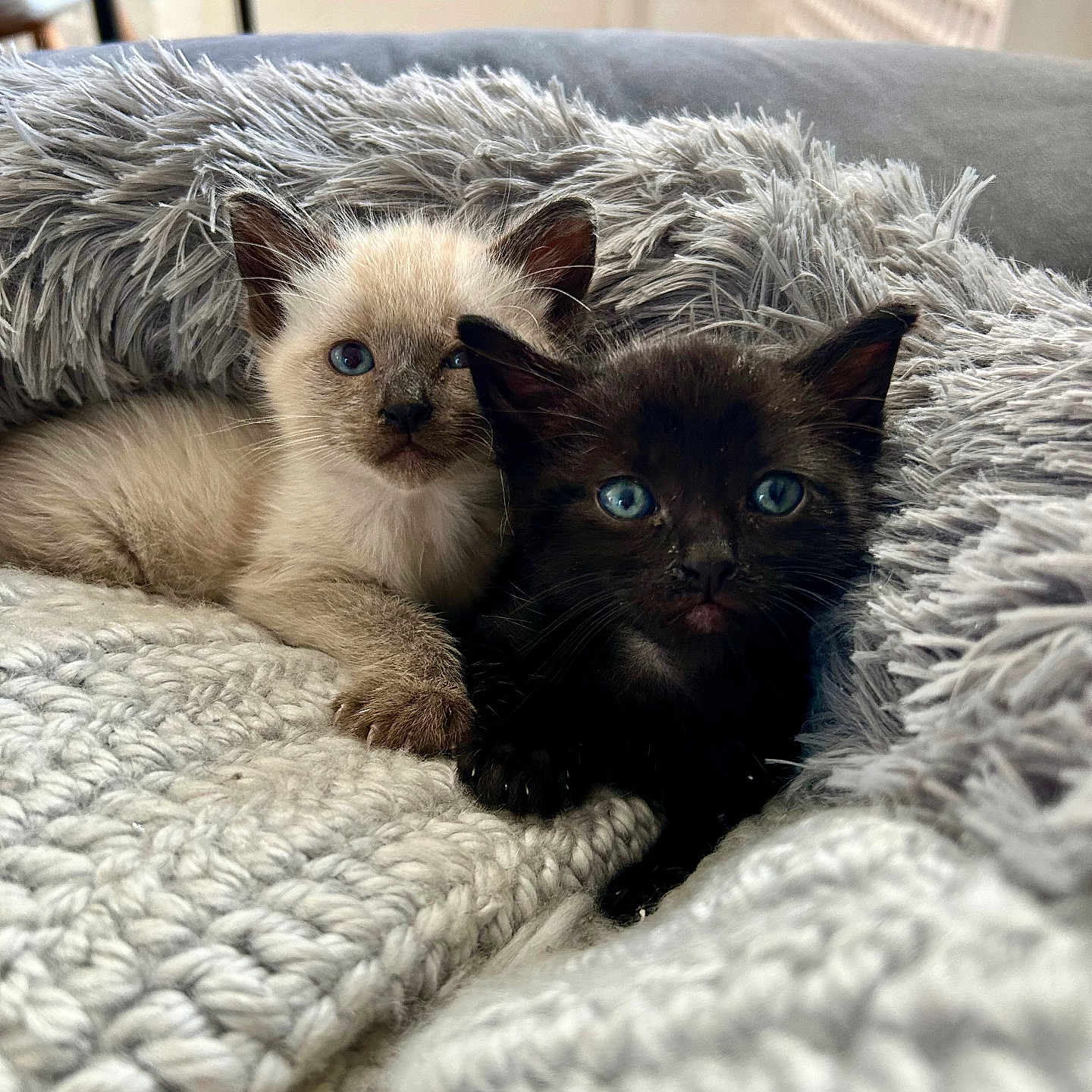 Aston Et Belle a rejoint le concours — aidez-le/la à gagner de superbes lots ! adorable, animal, black_cat, blanket, blue_eyes, cat, closeup, comfort, cozy, cream_cat, cute, fluffy, fur, gray, indoor, kitten, pet, resting, snuggling, young
