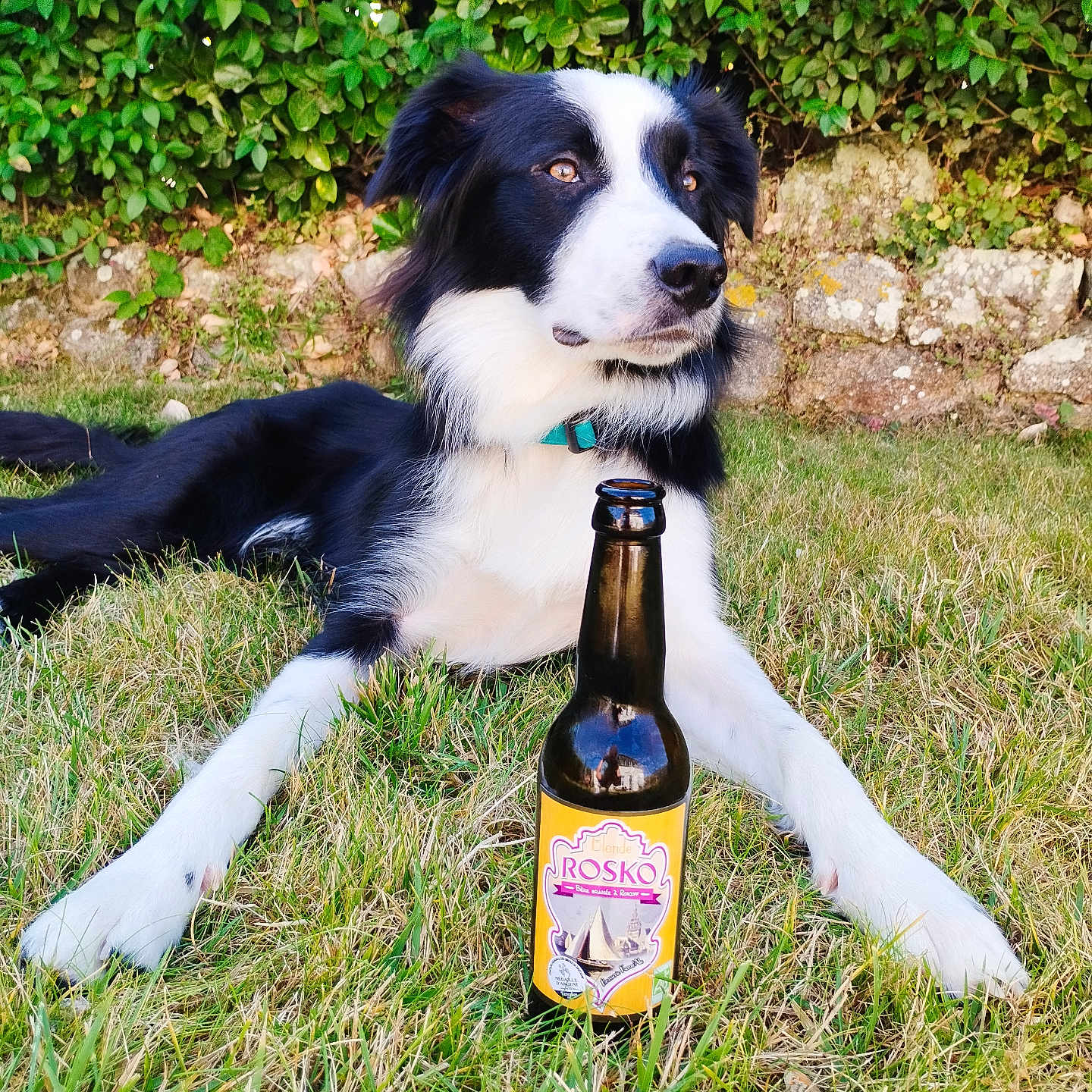 Rosko participe au concours pour gagner de l'argent avec cette photo : alcohol, animal, beer, beerbottle, beverage, bottle, canine, dog, face, grass, head, lager, liquor, person, pet, photography, plant, portrait, puppy, vegetation