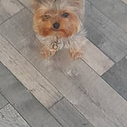 Tess participe au concours pour gagner de l'argent avec cette photo : adorable, animal, bow, collar, companion, curious, cute, dog, domestic_animal, ears, floor, fluffy, fur, indoor, looking_up, pet, small_dog, standing, toy_breed, wooden_floor