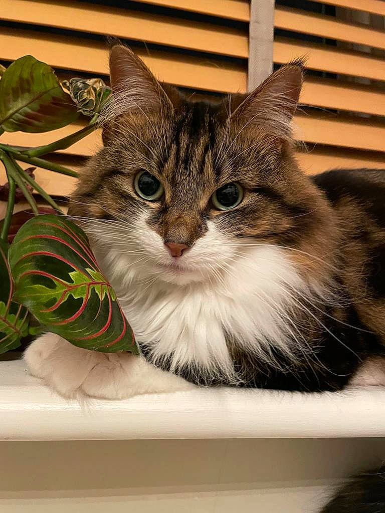 Lola is registered to the contest to win money with this photo: box, carnivore, cat, claw, domestic_short_haired_cat, felidae, flowerpot, fur, houseplant, paw, pet_supply, photo_caption, plant, rectangle, small_to_medium_sized_cats, snout, terrestrial_animal, whiskers, window