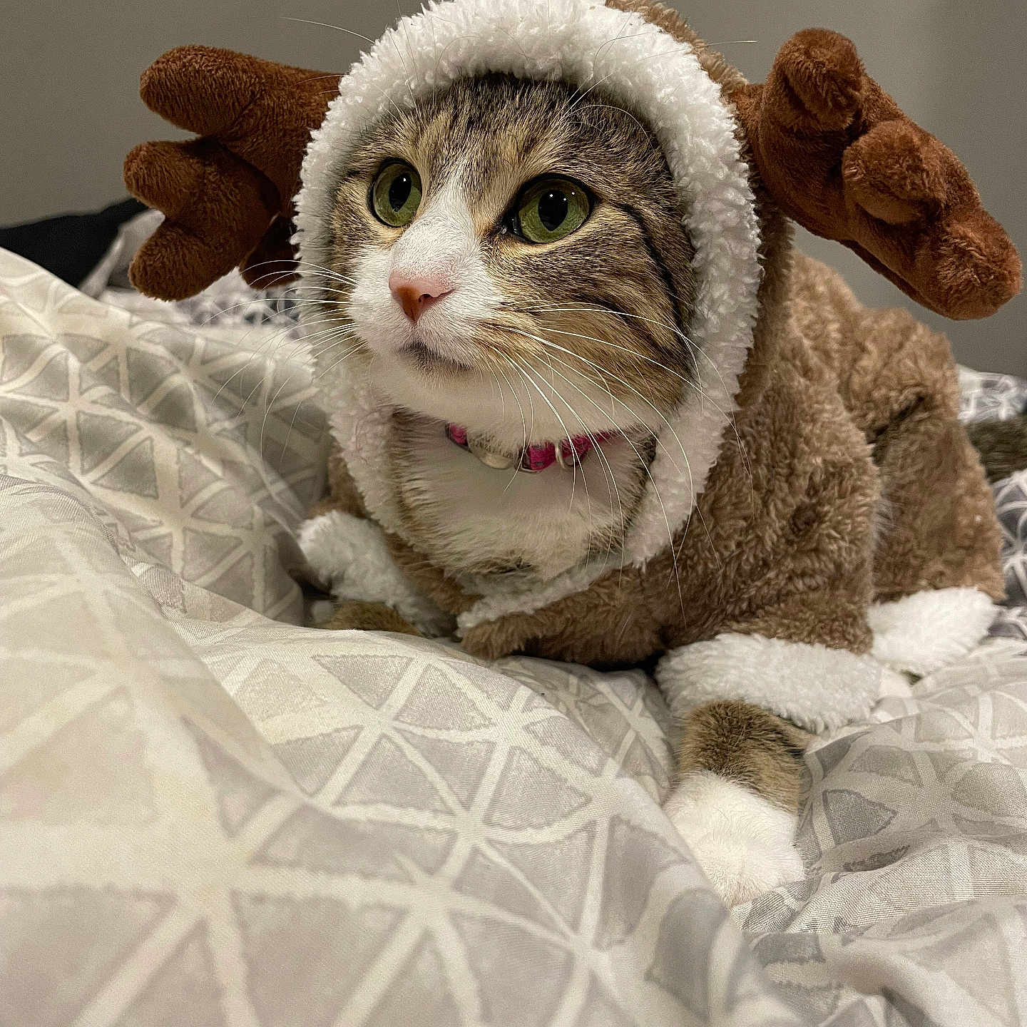 Luna is registered to the contest to win money with this photo: abyssinian, animal, blanket, cap, cat, clothing, couch, furniture, hat, hoodie, kitten, knitwear, manx, pet, plush, quilt, sweater, sweatshirt, towel, toy