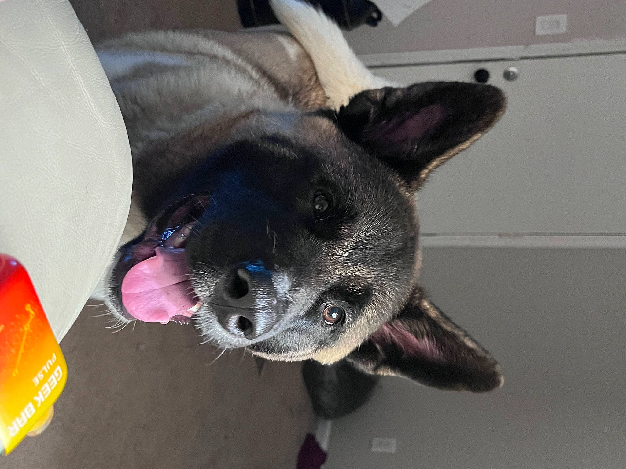 Dozer is registered to the contest to win money with this photo: canidae, carnivore, collar, comfort, companion_dog, dog, dog_breed, fashion_accessory, fawn, flooring, fur, grey, hat, jaw, party_hat, pet_supply, snout, sporting_group, whiskers, working_animal