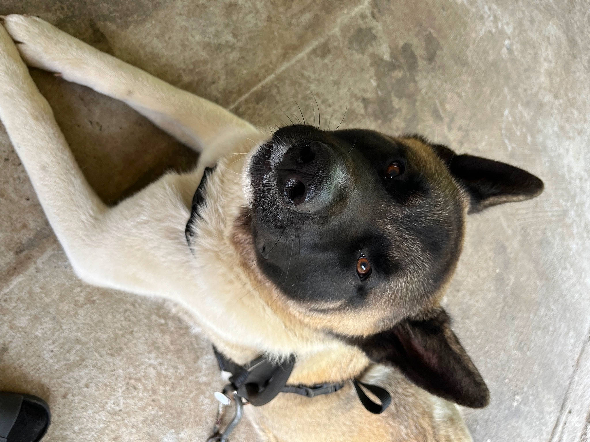 Dozer joined the competition — help win amazing prizes! canidae, carnivore, collar, companion_dog, dog, dog_breed, ear, fawn, fur, non_sporting_group, paw, pet_supply, sporting_group, tail, terrestrial_animal, whiskers, working_animal, working_dog