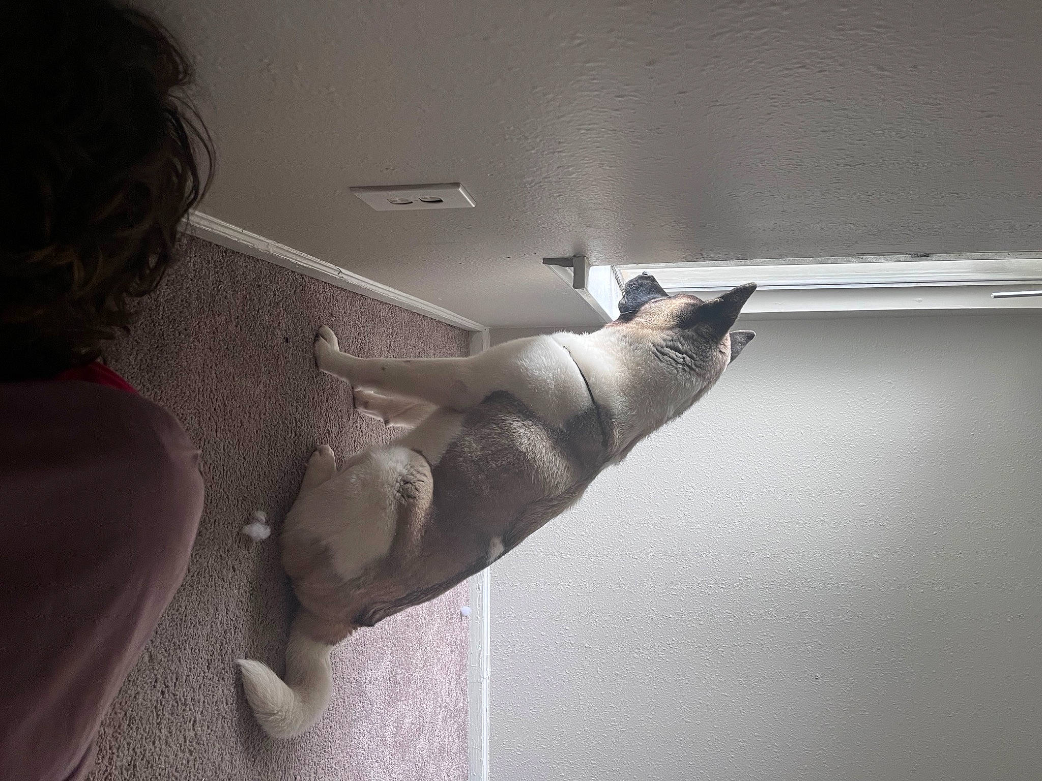 Dozer is registered to the contest to win money with this photo: abdomen, ceiling, chest, comfort, elbow, eyewear, flash_photography, foot, gesture, grey, human_leg, knee, monochrome, shoulder, thigh, tints_and_shades, trunk, wing, wood, wrist