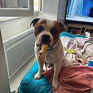 Arko a rejoint le concours — aidez-le/la à gagner de superbes lots ! dog, bone, cushion, blanket, indoor, pet, window, television, furniture, home, cozy, brown_and_white, curtain, collar, toy, relaxed, domestic, living_room, comfort, casual