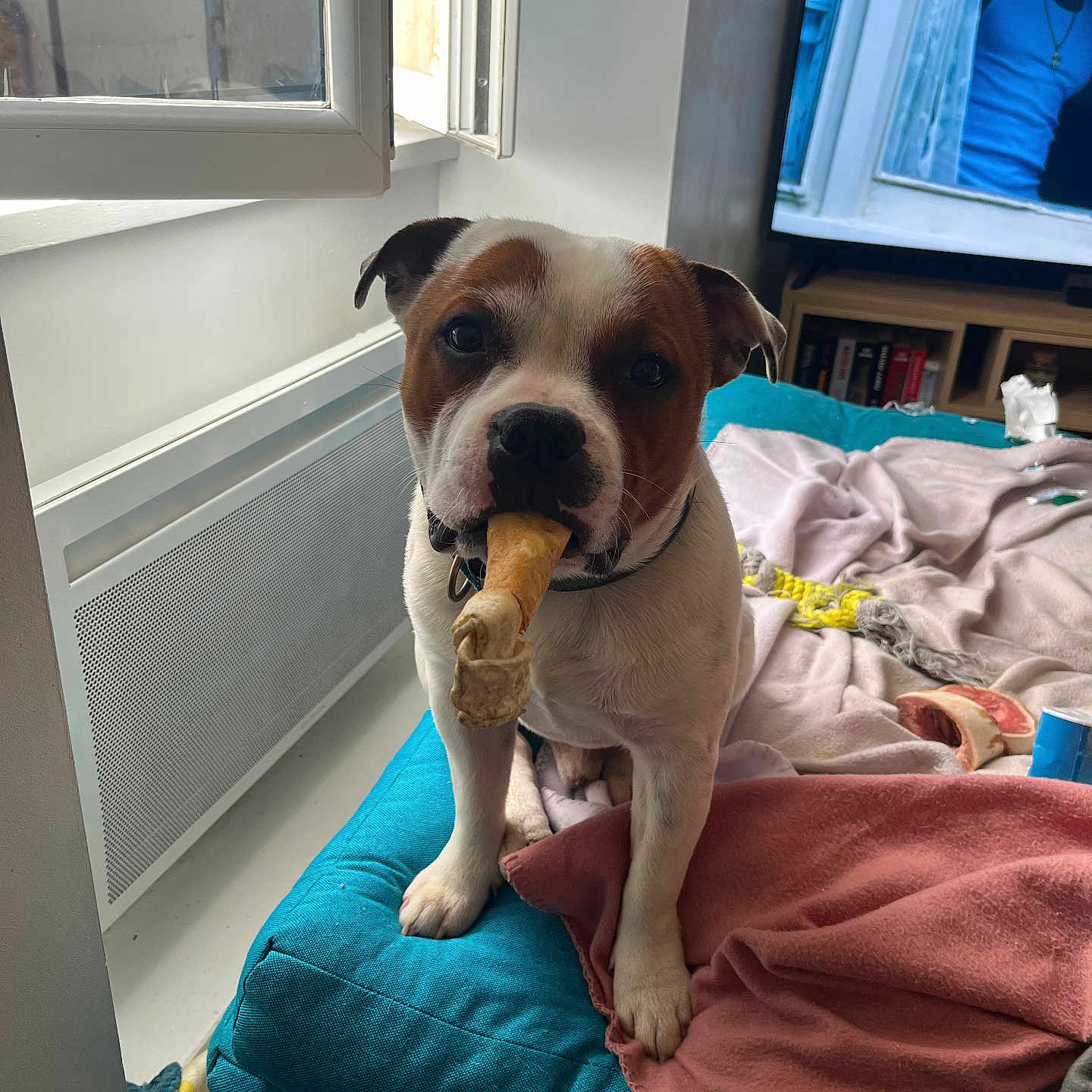 Arko a rejoint le concours — aidez-le/la à gagner de superbes lots ! dog, bone, cushion, blanket, indoor, pet, window, television, furniture, home, cozy, brown_and_white, curtain, collar, toy, relaxed, domestic, living_room, comfort, casual