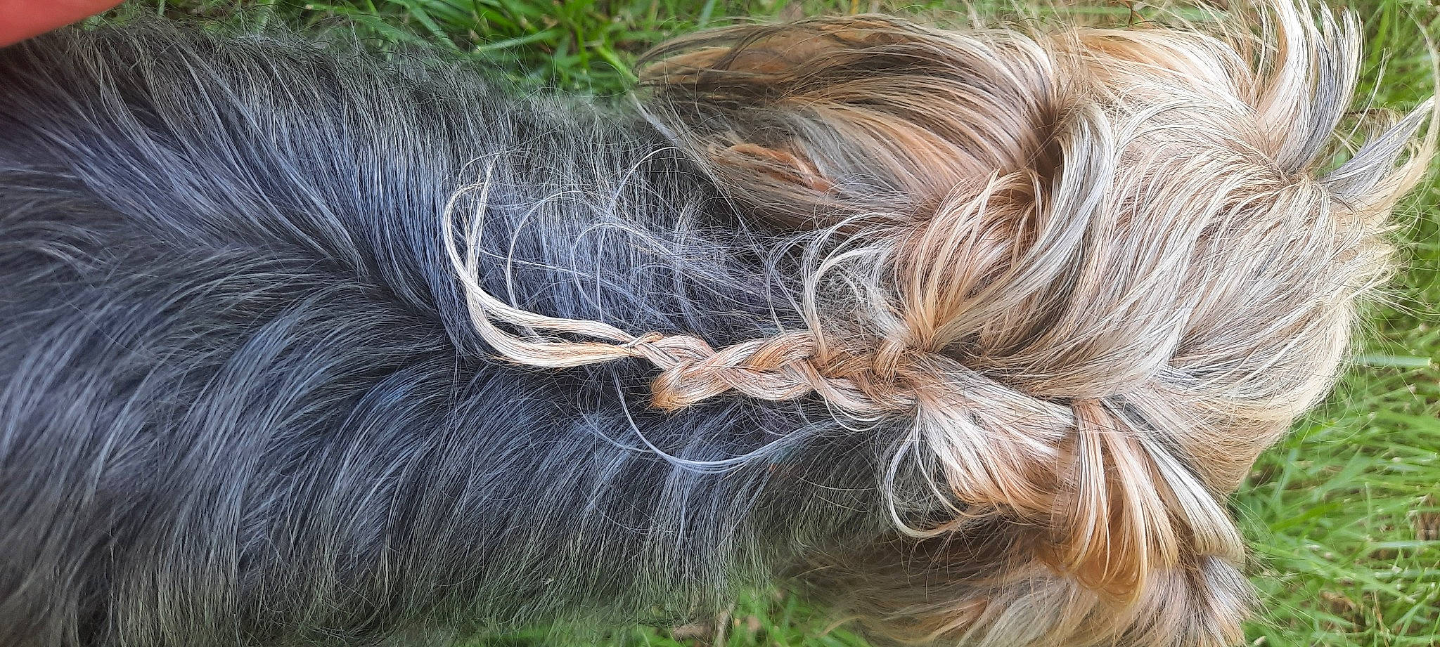 Plume participe au concours pour gagner de l'argent avec cette photo : braid, fashion_accessory, fur, grass, liver, livestock, mane, pasture, pattern, plant, snout, sporting_group, stallion, tail, terrestrial_animal, thread, wildlife, wool, working_animal