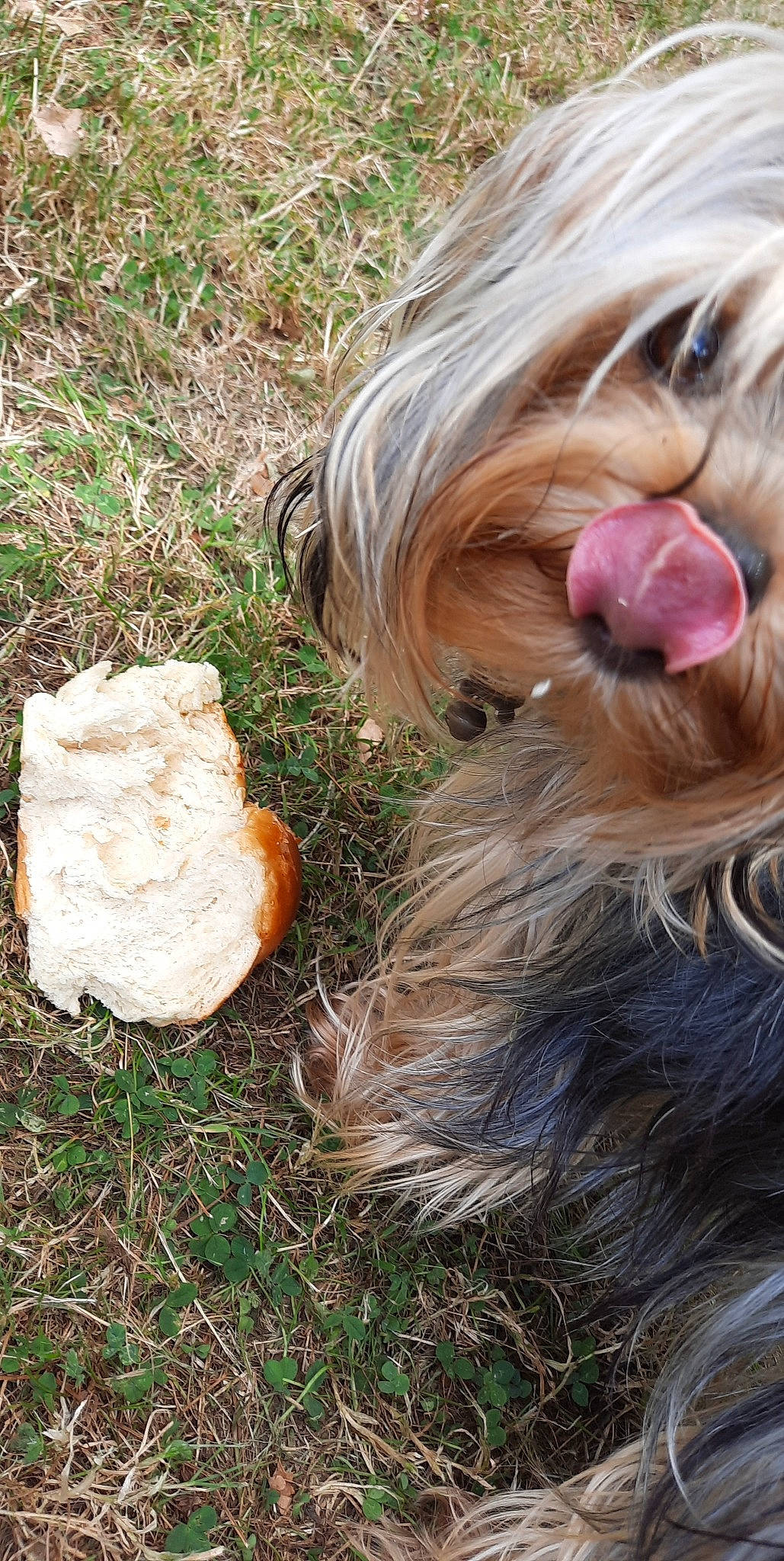 Plume participe au concours pour gagner de l'argent avec cette photo : bangs, blond, carnivore, companion_dog, dog, dog_breed, eyewear, fawn, fur, grass, layered_hair, liver, long_hair, people_in_nature, plant, sporting_group, sunglasses, surfer_hair, toy, wood