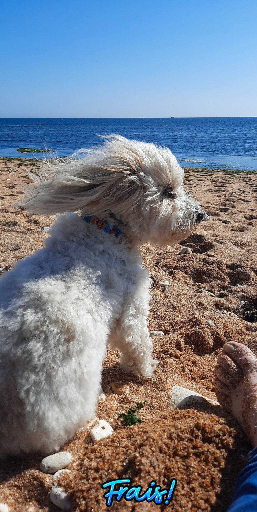 Darling a rejoint le concours — aidez-le/la à gagner de superbes lots ! beach, blue, canidae, carnivore, coast, companion_dog, dog, dog_breed, lake, ocean, sky, small_terrier, sporting_group, tail, terrier, toy_dog, water, water_dog, wind_wave, working_animal